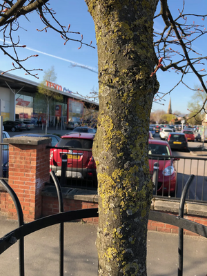 Image courtesy of by Iain Donaldson Tree near Tescos