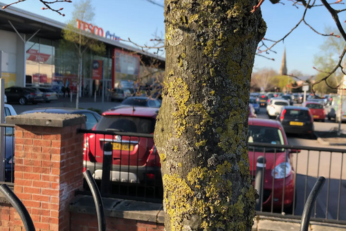 Tree near Tescos